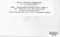 Tranzschelia discolor image